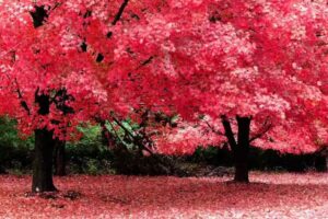 Bucceri Maria Fernanda