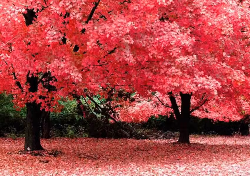 Bucceri Maria Fernanda