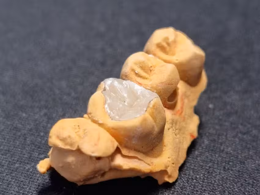 F.B. Odontolog&iacute;a